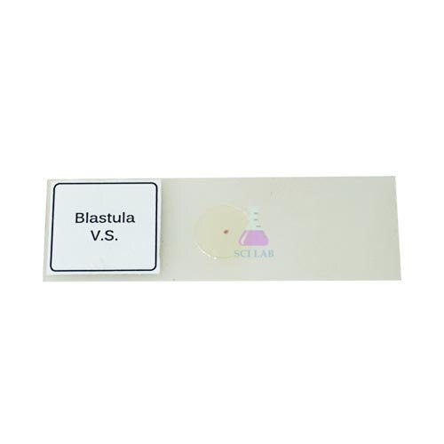 Blastula Stage Embryo Slide